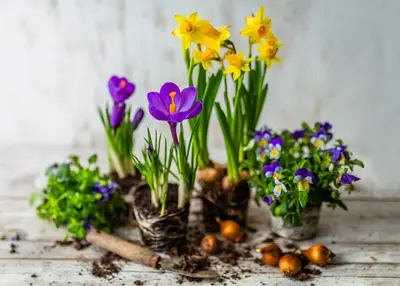 Fleurige tuintips voor februari