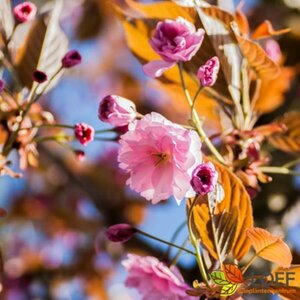 Prunus serrulata 'Kanzan' 14-16 W. - afbeelding 1