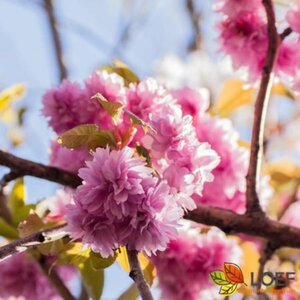 Prunus serrulata 'Kanzan' 14-16 C. - afbeelding 2