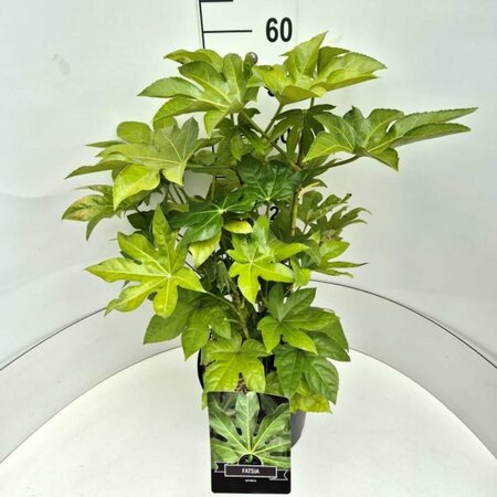 Fatsia japonica C5 - afbeelding 4