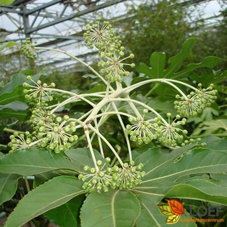 Fatsia japonica C5 - afbeelding 2