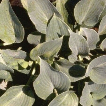 Hosta tardiana 'Halcyon' P9 - afbeelding 5