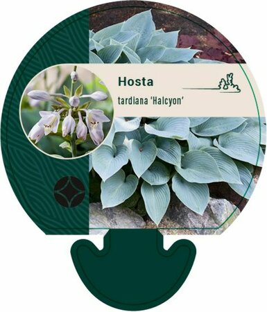 Hosta tardiana 'Halcyon' P9 - afbeelding 2