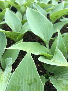 Hosta tardiana 'Halcyon' P9 - afbeelding 3