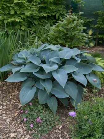 Hosta tardiana 'Halcyon' P9 - afbeelding 6