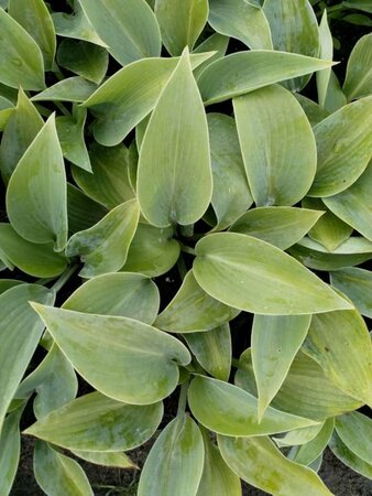 Hosta tardiana 'Halcyon' P9 - afbeelding 1