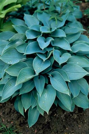 Hosta tardiana 'Halcyon' P9 - afbeelding 7