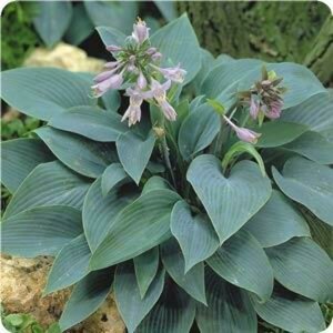 Hosta tardiana 'Halcyon' P9 - afbeelding 8