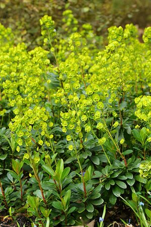 Euphorbia amygdaloides robbiae C2 - afbeelding 3