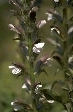 Acanthus mollis C2 - afbeelding 3