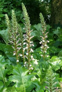 Acanthus mollis C2 - afbeelding 4