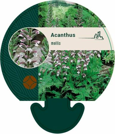 Acanthus mollis C2 - afbeelding 7