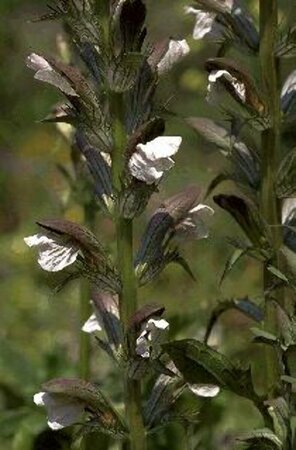 Acanthus mollis C2 - afbeelding 2