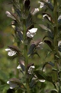 Acanthus mollis C2 - afbeelding 2