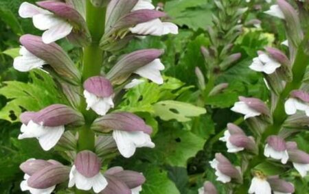 Acanthus mollis C2 - afbeelding 6