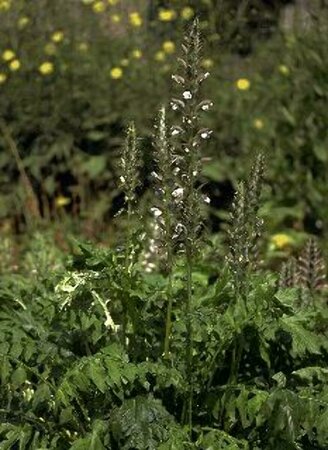 Acanthus mollis C2 - afbeelding 1