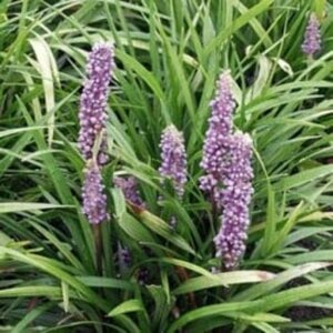 Liriope muscari 'Lilac Wonder' P9