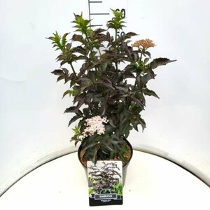 Sambucus nigra 'Black Tower' 50/60 C. 