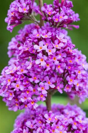 Buddleja davidii 'Ile de France' C10 - afbeelding 1