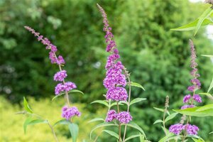 Buddleja davidii 'Ile de France' C10 - afbeelding 2