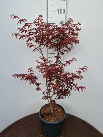 Buddleja davidii 'Ile de France' C10 - afbeelding 4