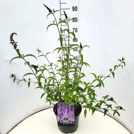 Buddleja davidii 'Ile de France' C10 - afbeelding 7