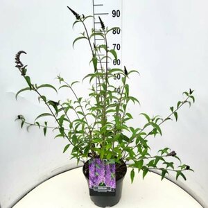 Buddleja davidii 'Ile de France' C10 - afbeelding 7