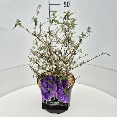 Buddleja davidii 'Ile de France' C10 - afbeelding 5