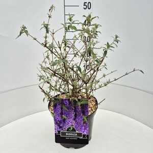 Buddleja davidii 'Ile de France' C10 - afbeelding 5