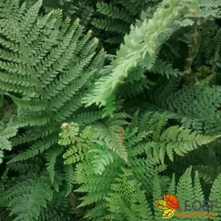 Polystichum setiferum P11 - afbeelding 1