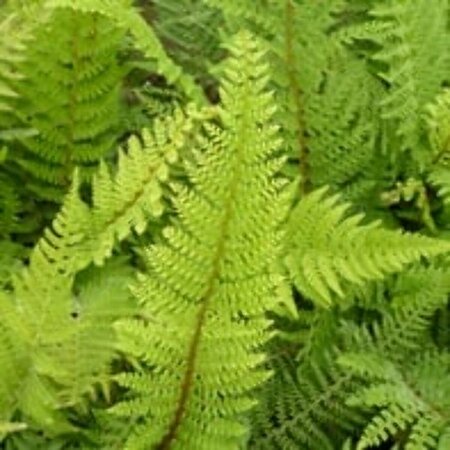 Polystichum setiferum P9 - afbeelding 6