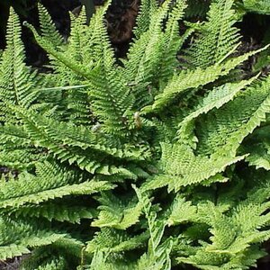 Polystichum setiferum P9 - afbeelding 7