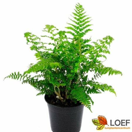 Polystichum setiferum P9 - afbeelding 2