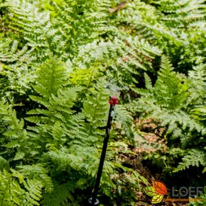 Polystichum setiferum P11 - afbeelding 3