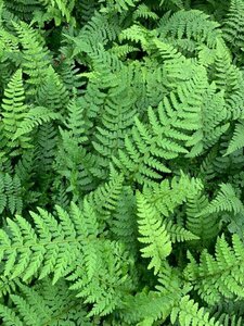 Polystichum setiferum P9 - afbeelding 4