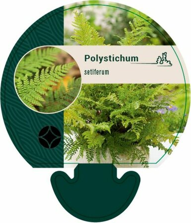 Polystichum setiferum P9 - afbeelding 5