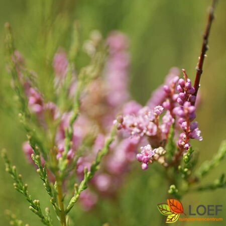 Tamarix ramosissima 'Pink Cascade' 125/150 C. - afbeelding 1