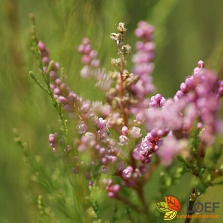 Tamarix ramosissima 'Pink Cascade' 125/150 C. - afbeelding 2