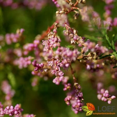 Tamarix ramosissima 'Pink Cascade' 125/150 C. - afbeelding 3