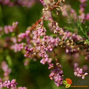 Tamarix ramosissima 'Pink Cascade' 125/150 C. - afbeelding 3