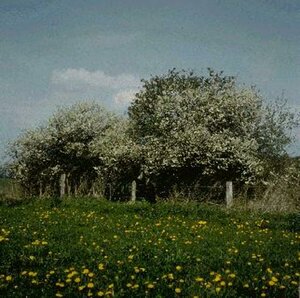 Prunus spinosa 80/100 C. - afbeelding 1