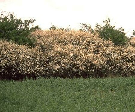 Prunus spinosa 80/100 C. - afbeelding 2