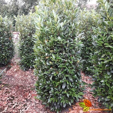 Prunus laurocerasus 'Herbergii' 80/100 KL. - afbeelding 1