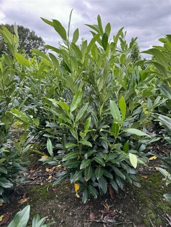 Prunus laurocerasus 'Herbergii' 80/100 KL. - afbeelding 2