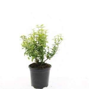 Euonymus fortunei 'Emerald 'n Gold' C1.5 - afbeelding 4