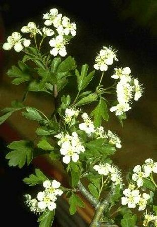 Crataegus monogyna 150/175 C. - afbeelding 2