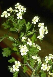 Crataegus monogyna 150/175 C. - afbeelding 2