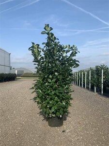 Prunus laurocerasus 'Etna' 80/100 KL. - afbeelding 1