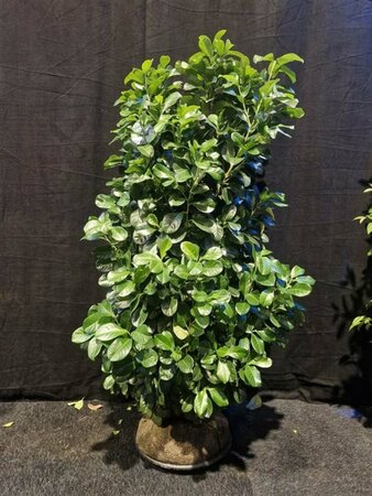 Prunus laurocerasus 'Etna' 80/100 KL. - afbeelding 3