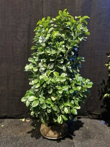 Prunus laurocerasus 'Etna' 80/100 KL. - afbeelding 3